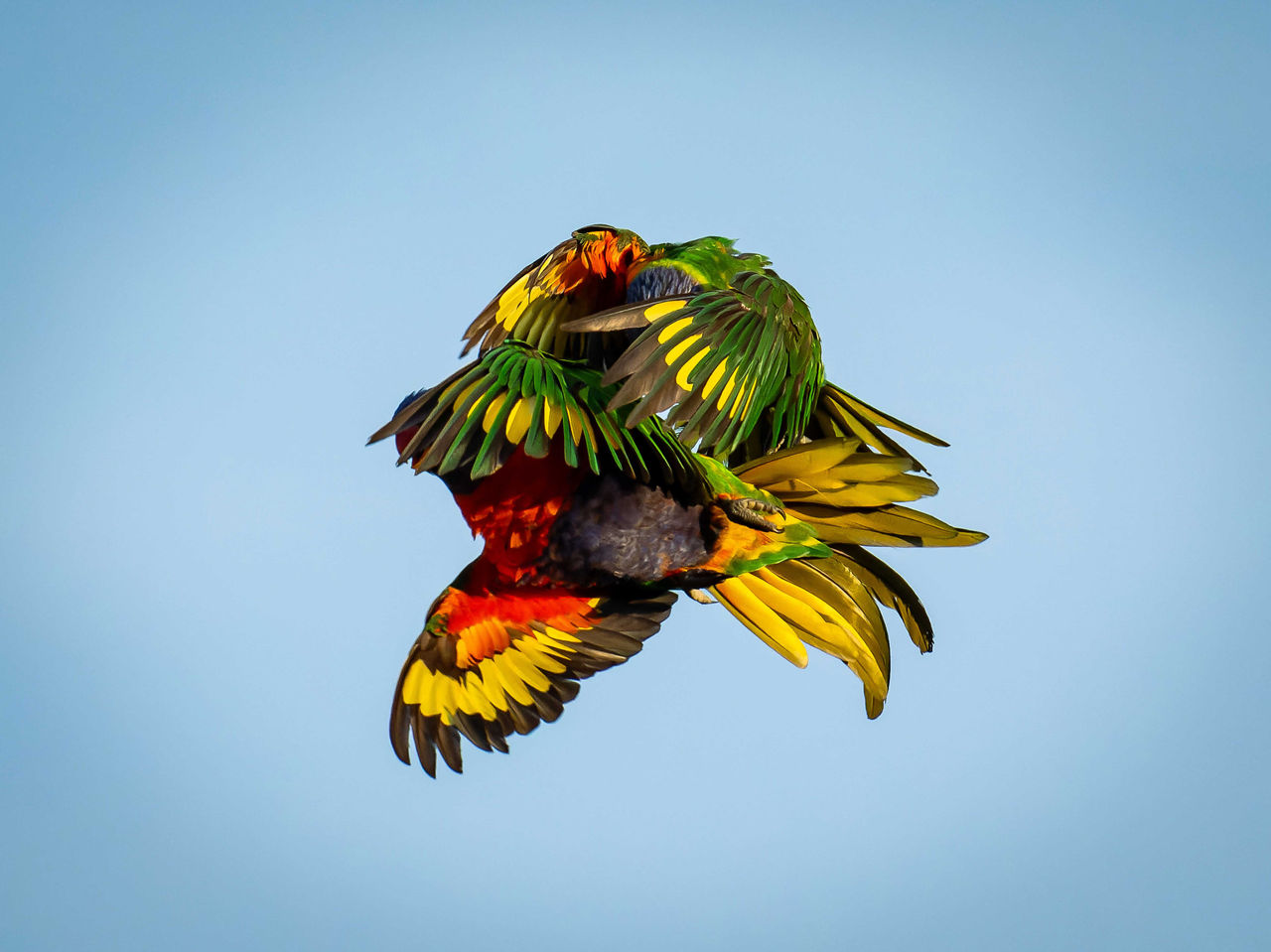 LMPA 2026 Peoples Choice Finalist - Edison Ty - Chaos in colours. Two rainbow lorrikeets caught in an embrace mid-flight.