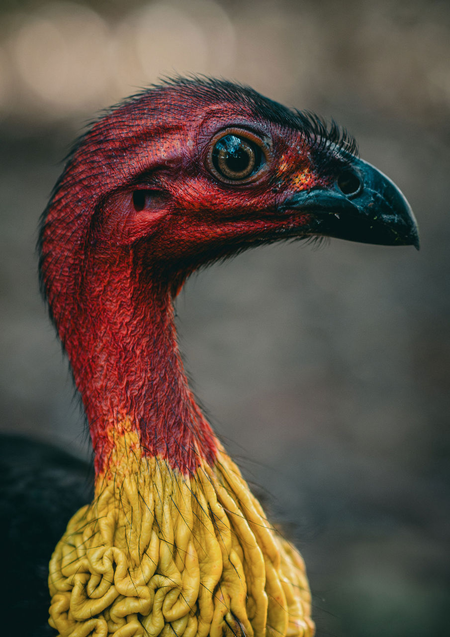 LMPA 2026 Peoples Choice Finalist - Jasper Huber-Schwab - Brushy.  A close up of the face of a bush turkey.