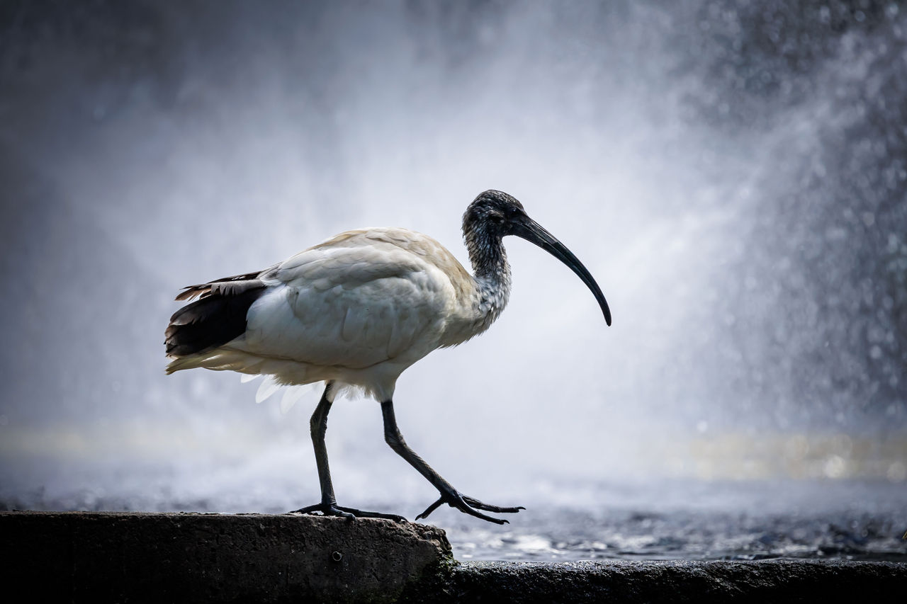 LMPA 2026 Peoples Choice Finalist - Kylie Facey - Appreciating the Beautiful Ibis. An ibis walking along the side of a water fountain with water spraying up behind.