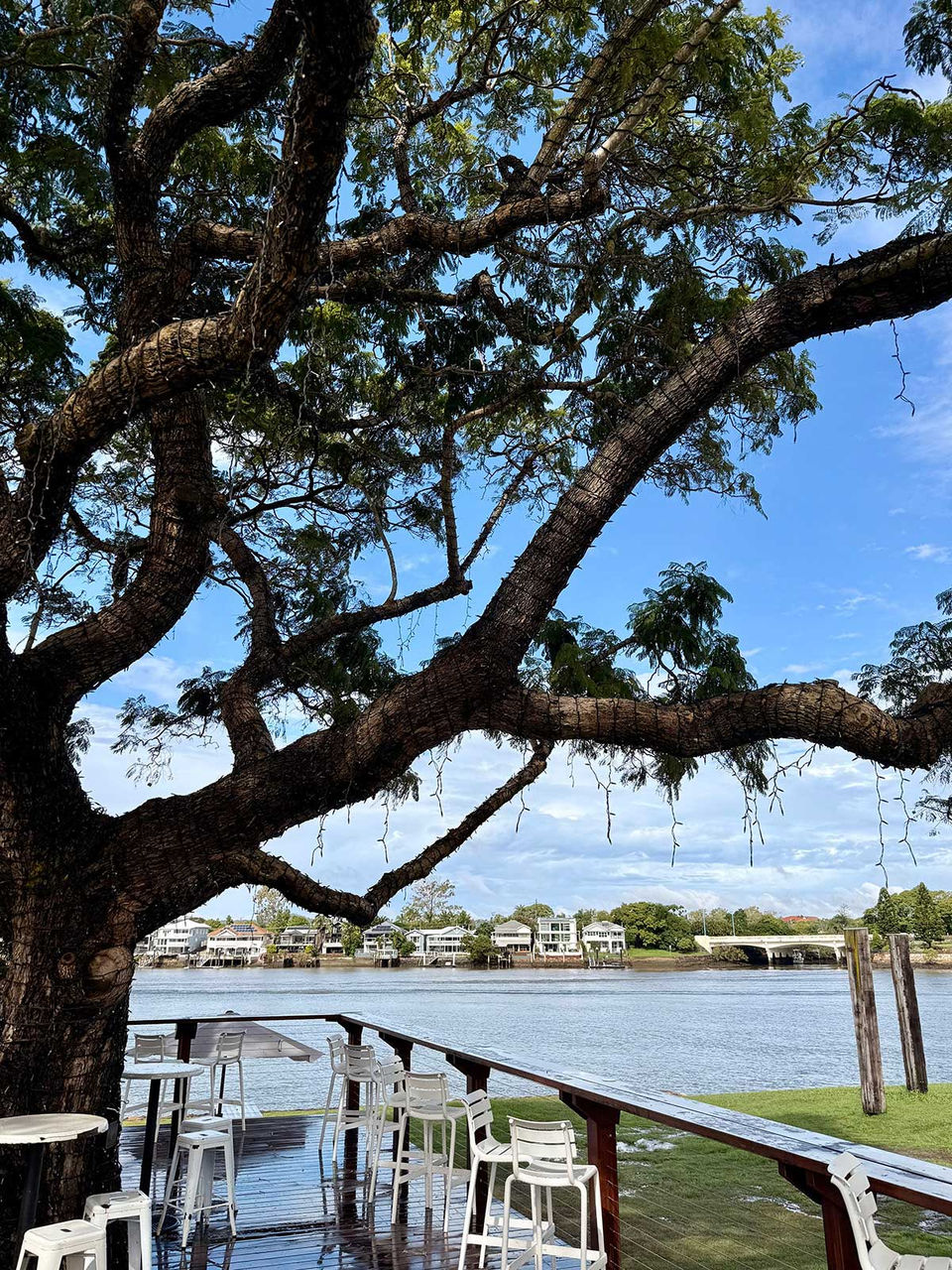 LMPA 2026 Peoples Choice Finalist - Rebecca Peall - After the rain. A tree overlooking the Brisbane River at New Farm.