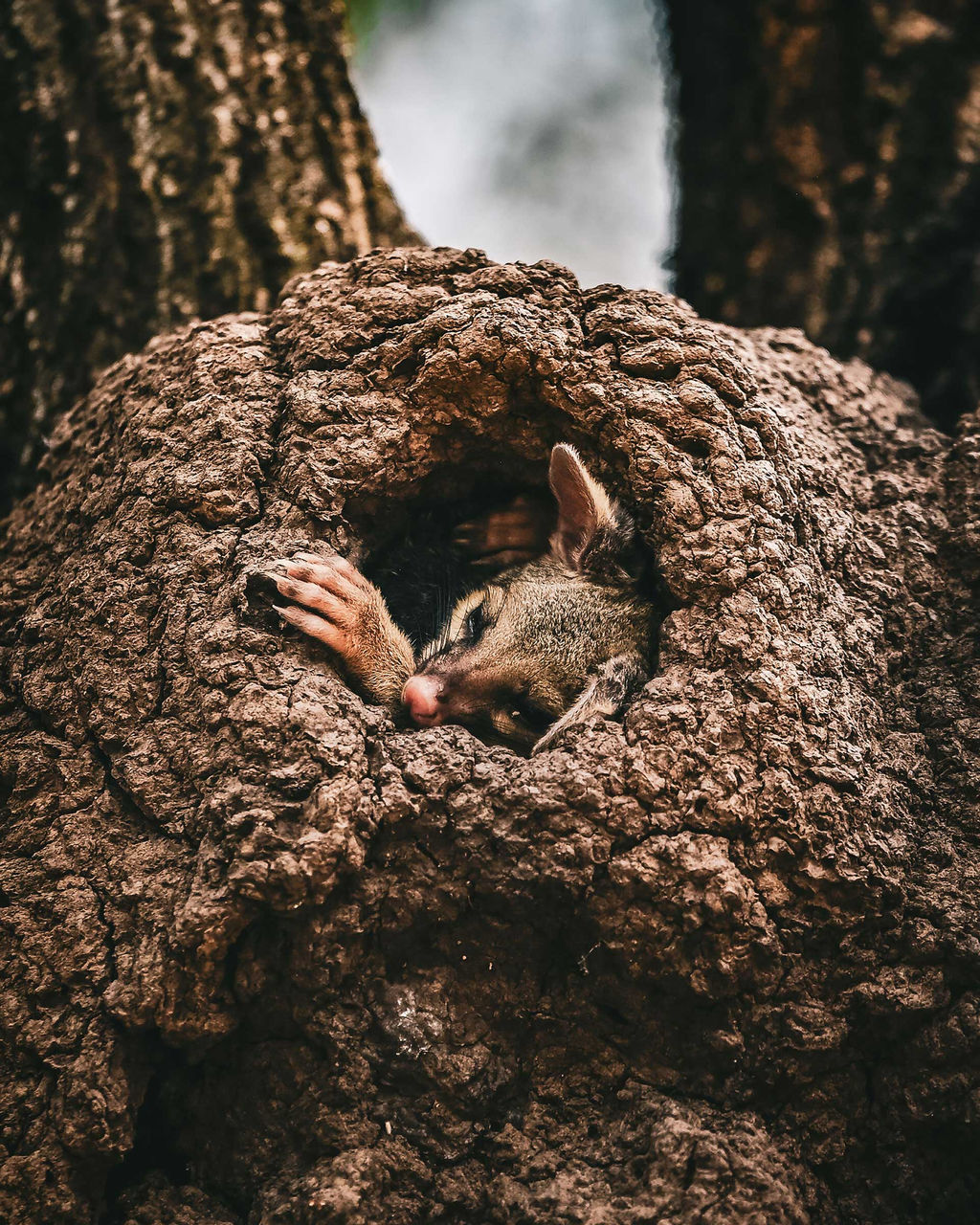LMPA 2026 Peoples Choice Finalist - Reece Eberhard - Possum Snooze. The head of a possum seen poking out of a tree hollow.