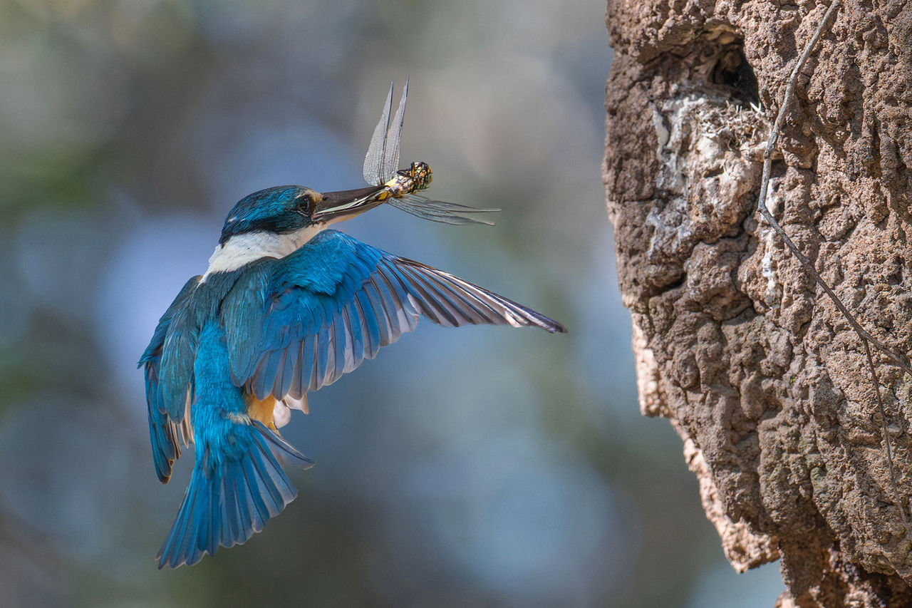 LMPA 2026 Peoples Choice Finalist - Shane MacNamara - Cycle of Life. A kingfisher in flight with a dragonfly in its mouth.