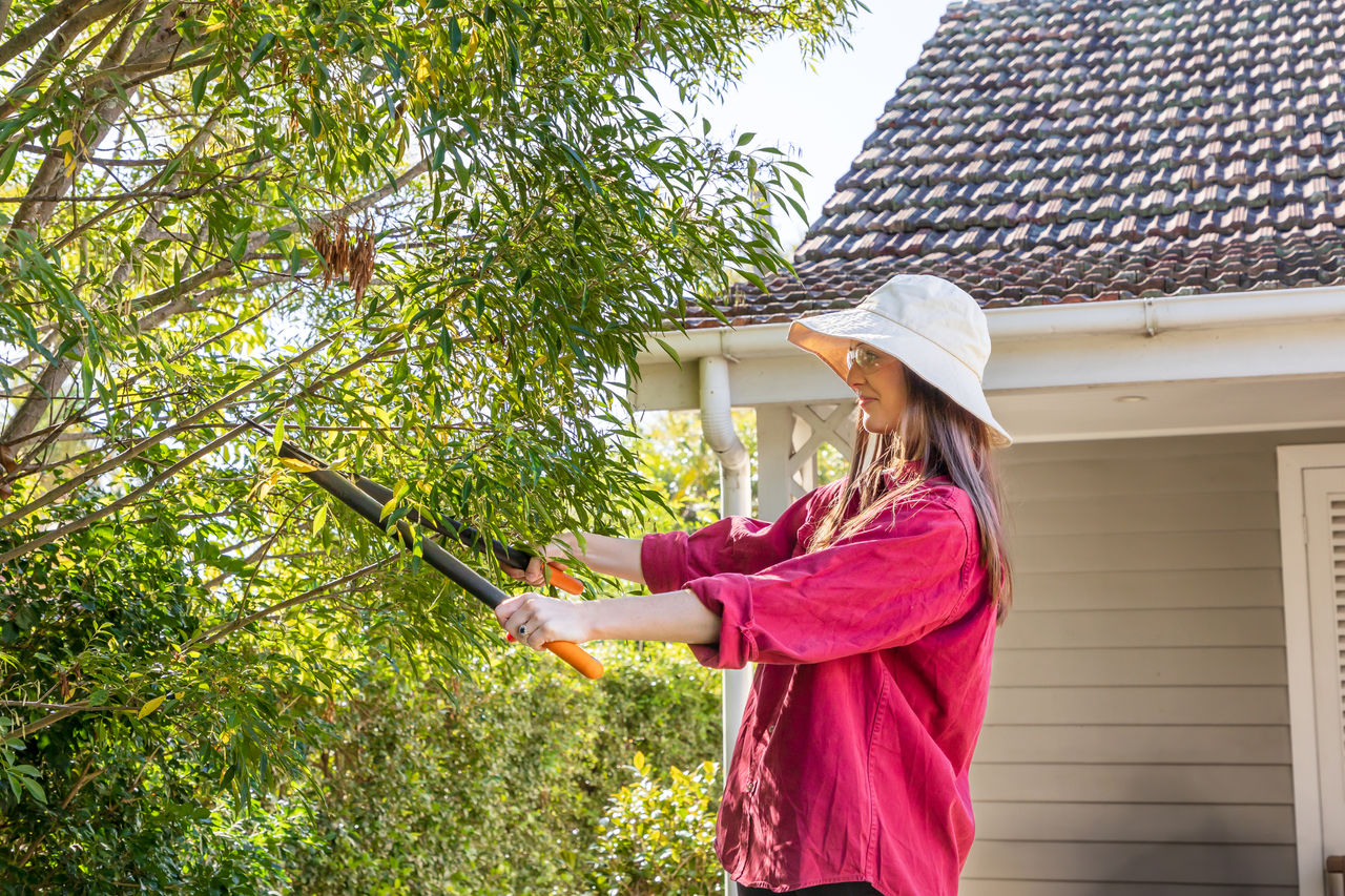 Protected vegetation permits | Brisbane City Council