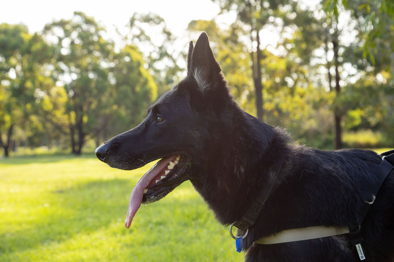 Black dog with collar standing in a park with trees behind.