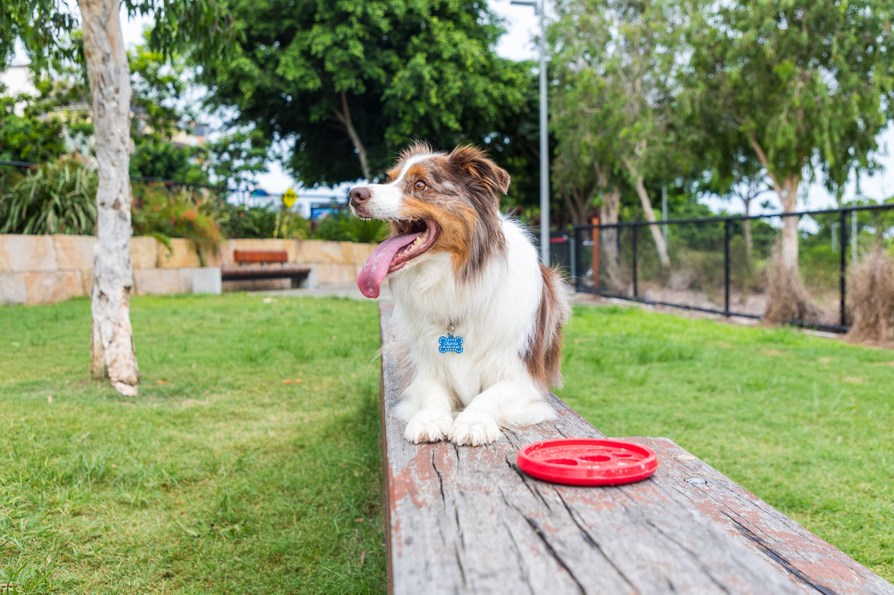 A dog lying on a bench in a park next to a frisbee.