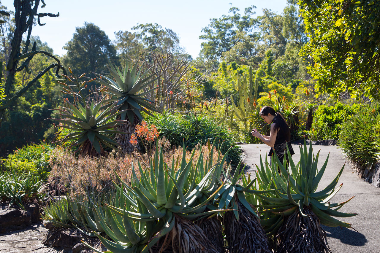 Woman photographing plants in the Brisbane Botanic Gardens Mt Coot-tha Arid Zone.