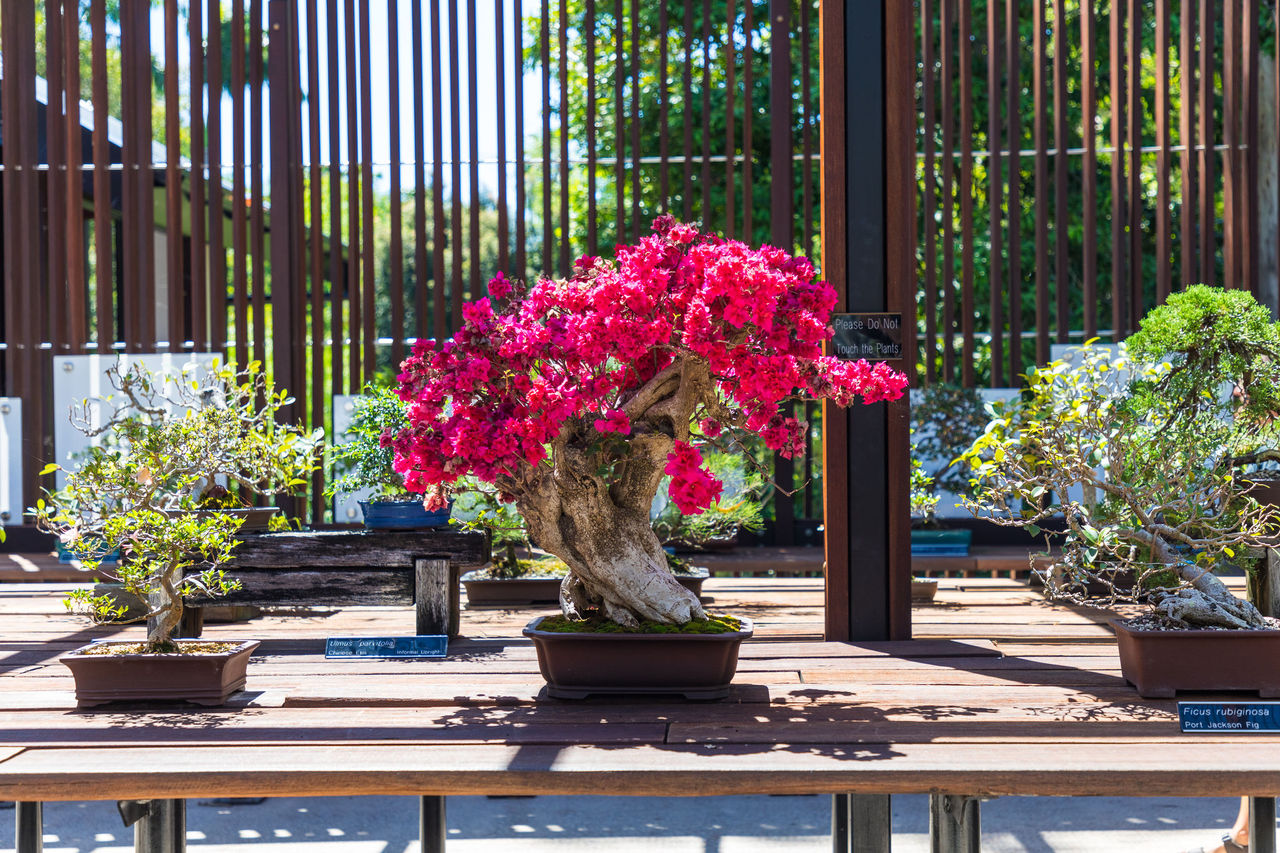 Flowering bonsai bougainvillea in the Bonsai House, Brisbane Botanic Gardens Mt Coot-tha.