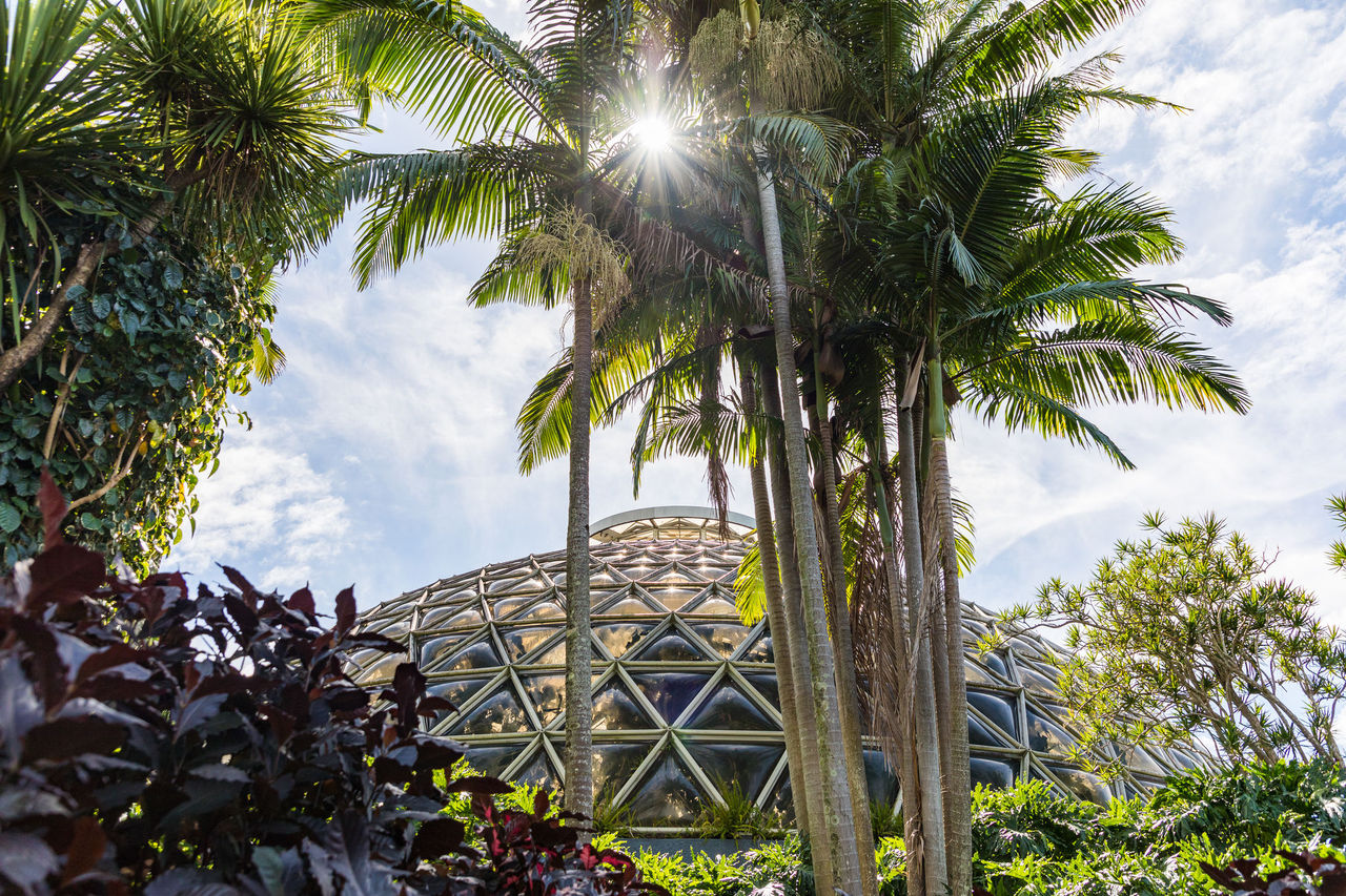 External view the Tropical Dome structure at Brisbane Botanic Gardens Mt Coot-tha through a group of palm trees.