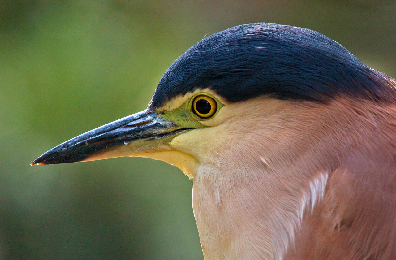 A close up of a nankeen night heron at Tinchi Tamba Wetlands.