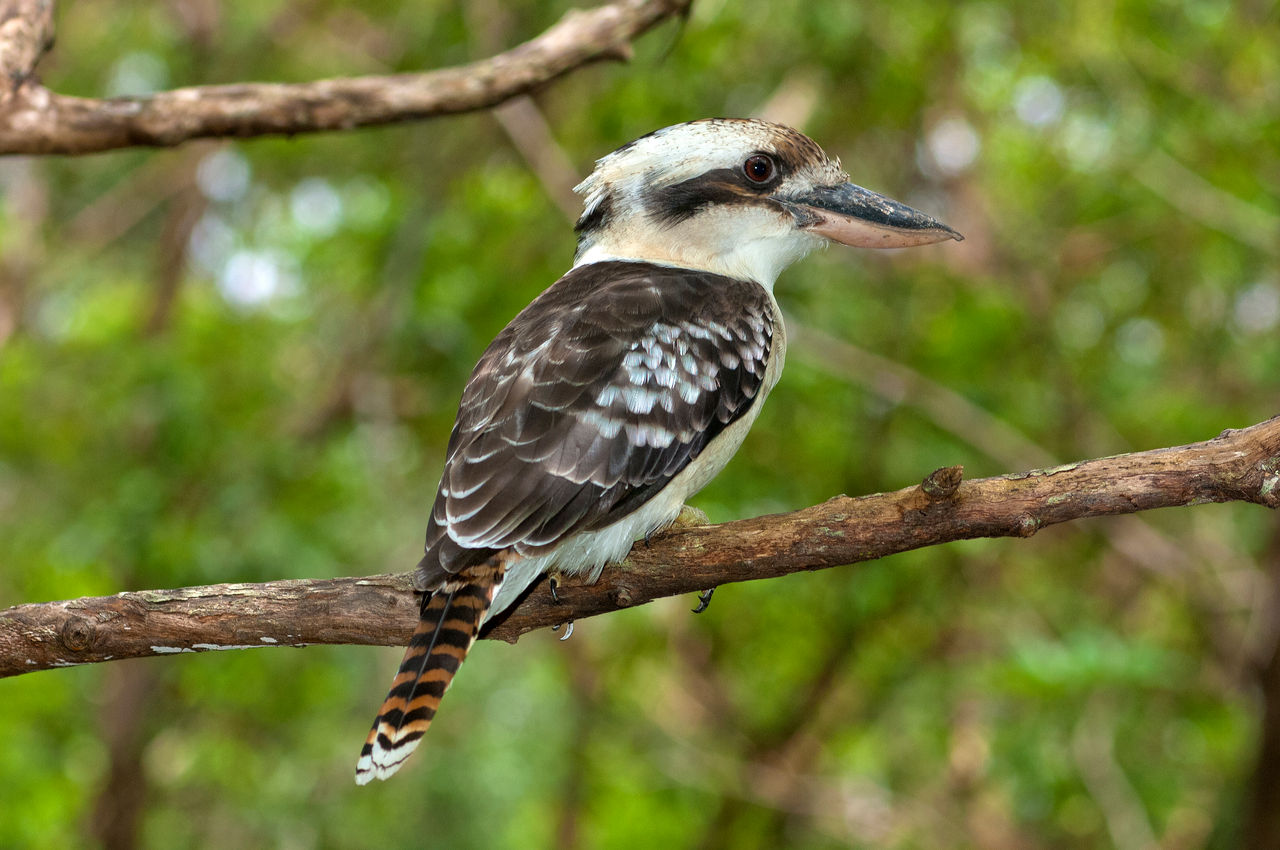 Young kookaburra sitting on a branch at Toohey Forest.