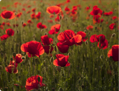 Field of red poppies.