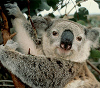 Koalas | Brisbane City Council
