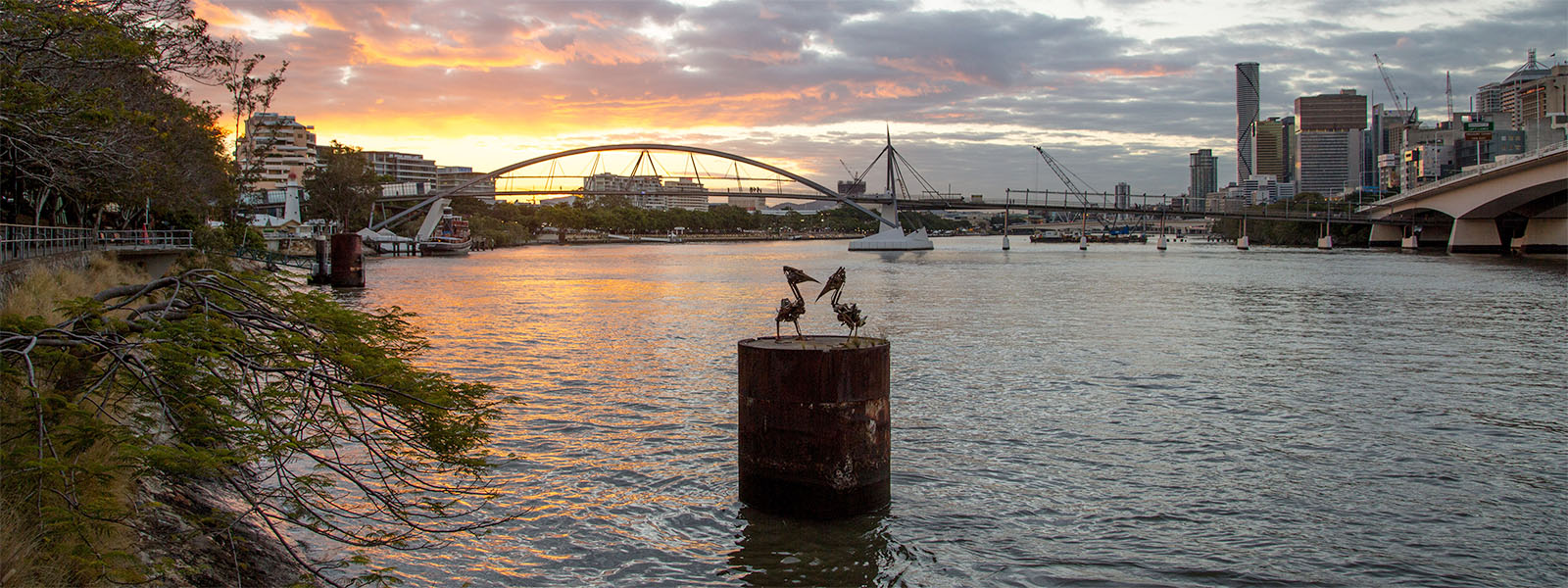 Biomechanical pelicans Brisbane River