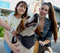 Animal rehoming centres | Brisbane City Council