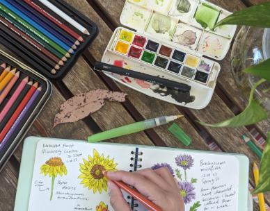 Nature journaling for adults