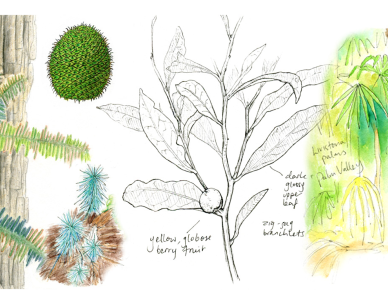 Nature journaling - Seniors week plant form and function