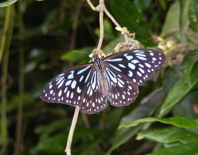 Sustainable Living: Brisbane's big butterfly count!