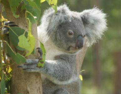 Brisbane biodiversity seminar: Koala conservation in action