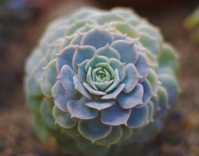 Simply succulents