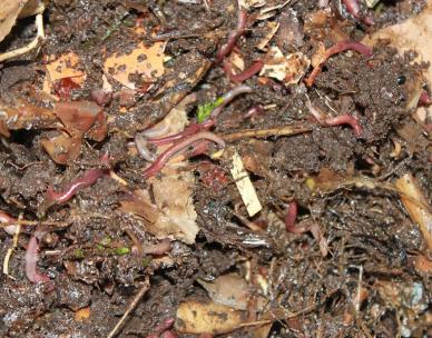 From the Ground Up: Composting and worms