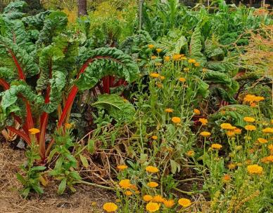 From the ground up - Companion planting