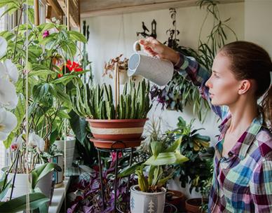 Woman watering indoor plants in an apartment