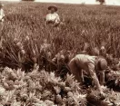 Queensland Pineapple Plantation at Nudgee in 1897